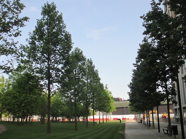 An avenue of London plane trees.