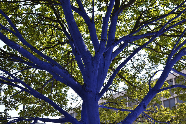 bluetrees_010813