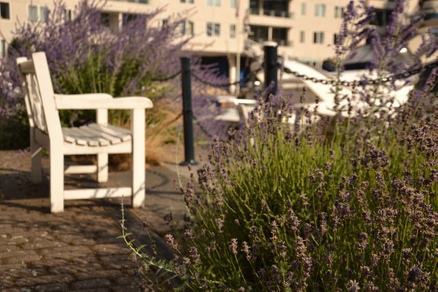 Chelsea Harbour bench