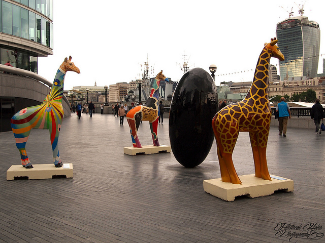 giraffes