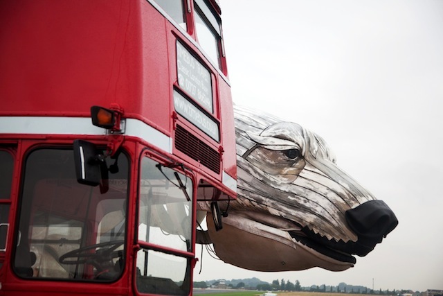 Aurora, the double-decker-bus-size polar bear puppet specially commissioned by Greenpeace to lead an Arctic-inspired street parade to the London HQ of oil giant Shell on 15 September. The three-tonne marionette bear will be operated from the inside by a team of 15 puppeteers, including artists from West End blockbuster War Horse, and will be hauled on ropes by 30 volunteers along a route including the Houses of Parliament and Westminster Bridge. As well as having the animals characteristic curved gait, the 41-foot long puppet is fully articulated and can move her head and jaws, while the fabric-covered sides billow, creating a breathing-like motion.