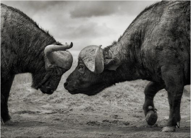 Buffalos Head to Head (Nick Brandt)