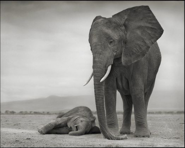 Elephant Mother with Baby Sleeping (Nick Brandt)