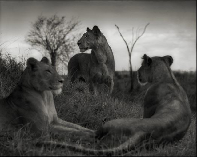 Lion Circle (Nick Brandt)