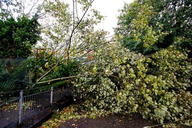 Tree down in Chiswick / photo by Ian Wylie