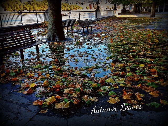 Autumn leaves