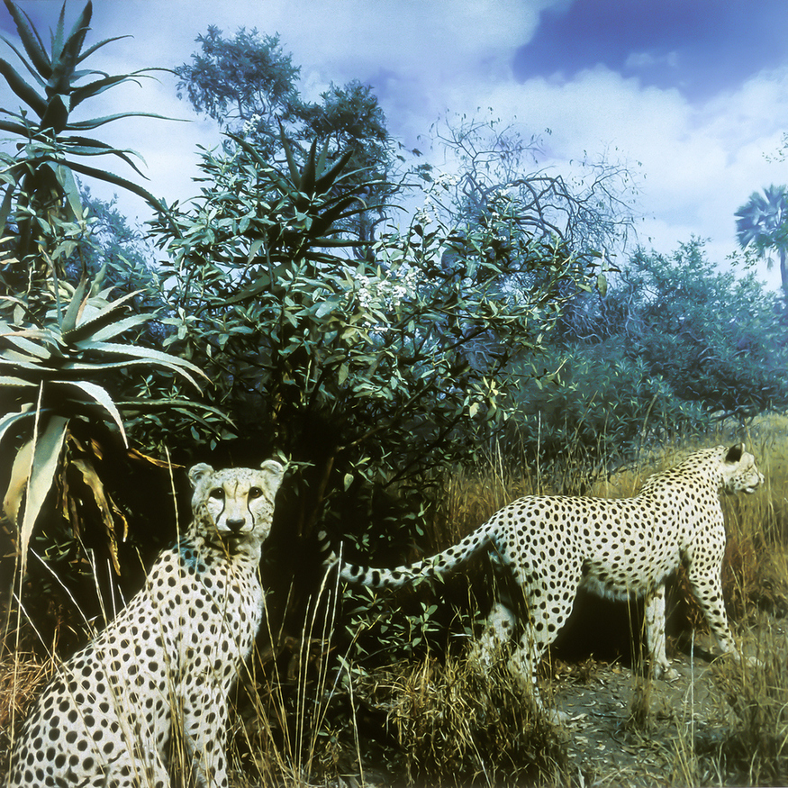 Karl Grimes. Cheetahs. C-Print. From the 'Stuffed Histories' series. 1998. 61x61cm. Collection of the artist. Photographs from inside the dioramas in the American Museum of Natural History, New York. USA.