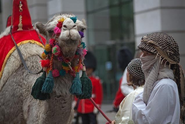 Soggy camel by john barber