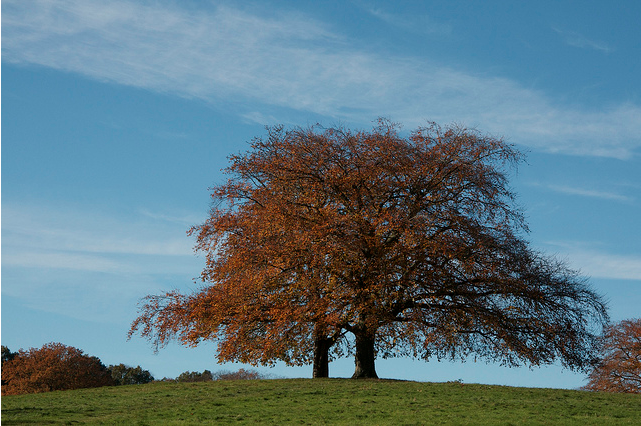On Hampstead Heath by Paul "virtualbiscuit"