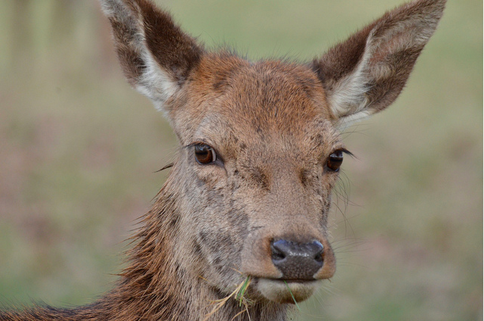 Deer, Richmond Park