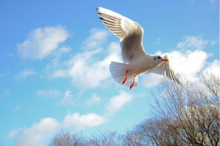 Gull, St James's Park