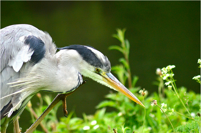 Heron, Regent's Park