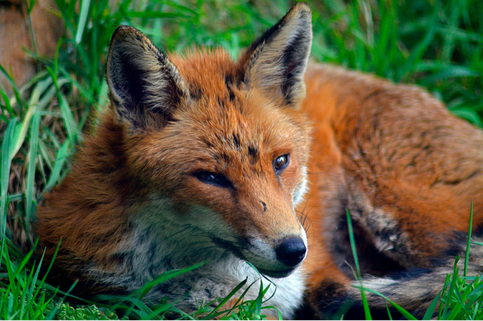 Fox in west London