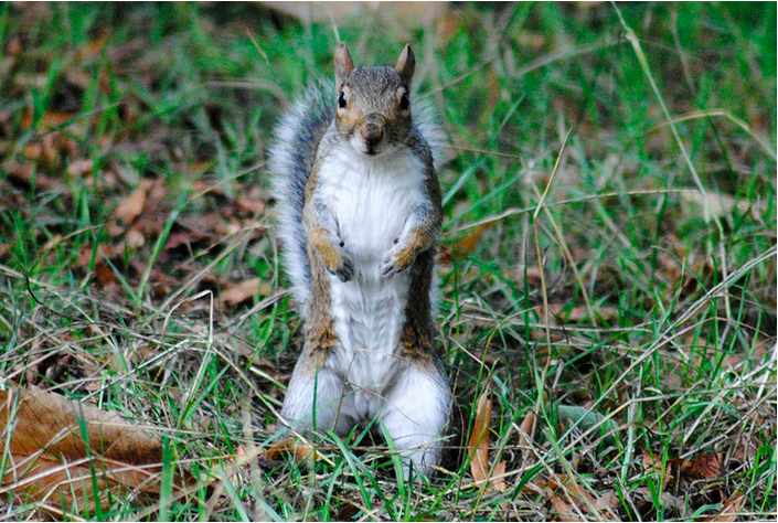 Squirrel, Hyde Park