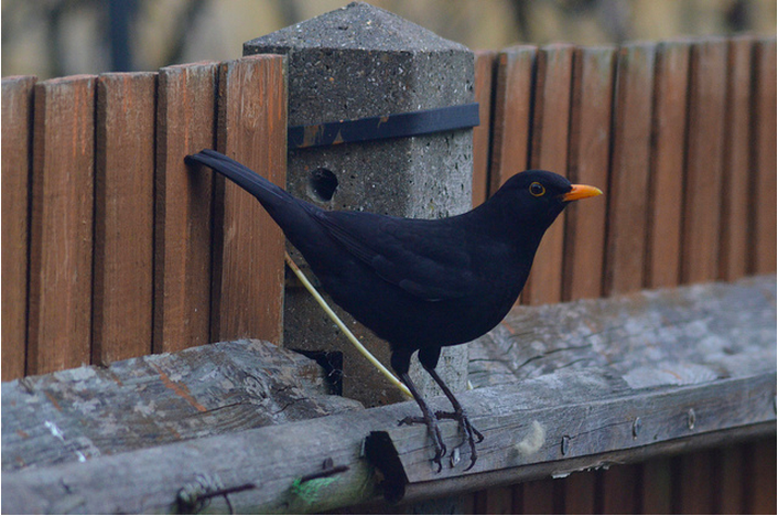 Blackbird