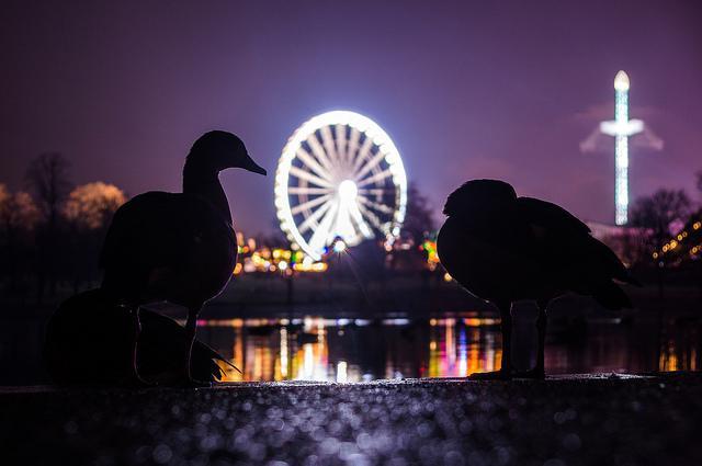 birds161213