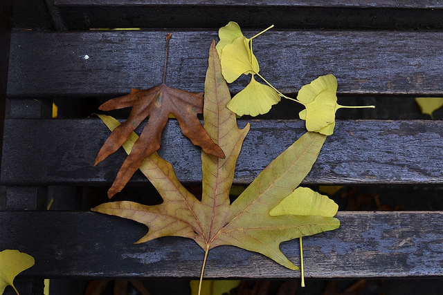 leaves