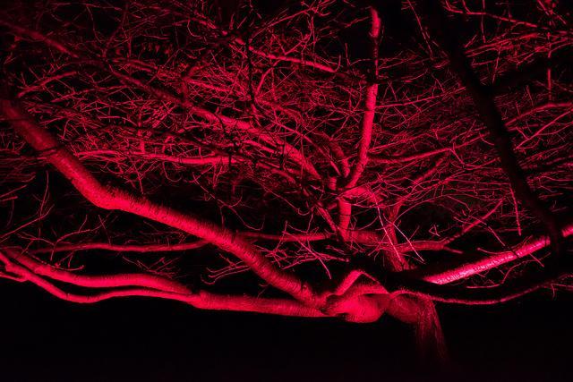 redtree_021213