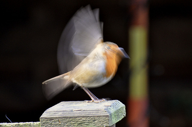 Robin taking flight by Matt Walsh