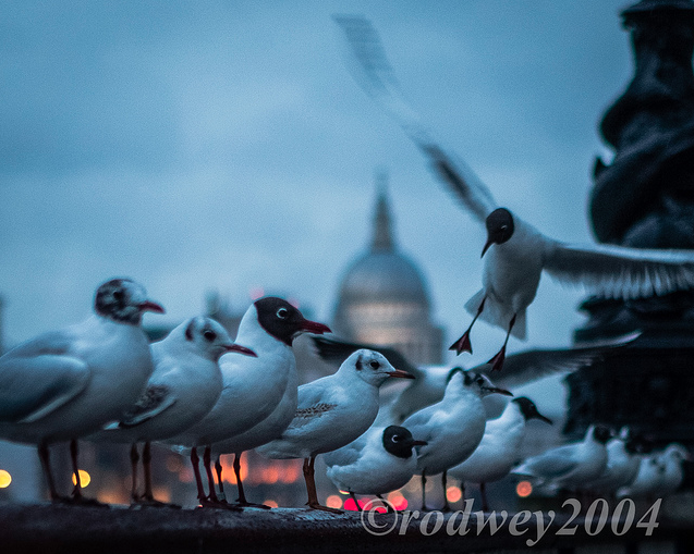 Cleared For Take-Off by rod