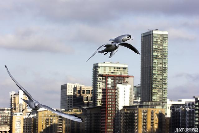 birds_230114