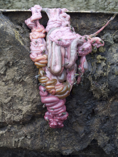 Alex Van Gelder, Meat Portraits #010, 2012
Colour photograph