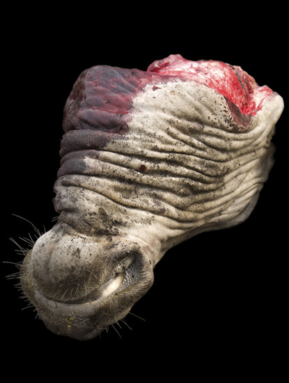 Alex Van Gelder, Meat Portraits #024, 2012
Colour photograph