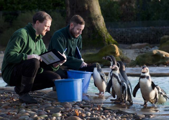 Dinner time. A Rockhopper penguin gets a fish