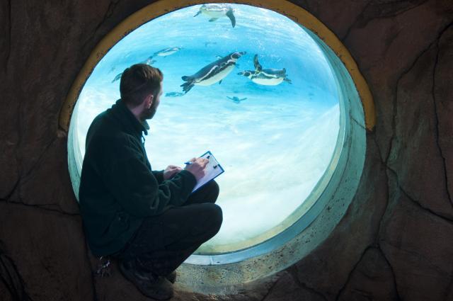 Taking a dive, a keeper counts the penguins underwater.