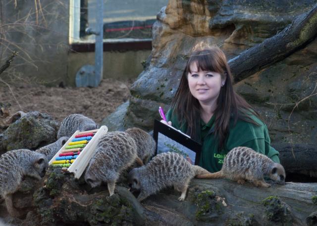 Meerkats help the count with their abacus