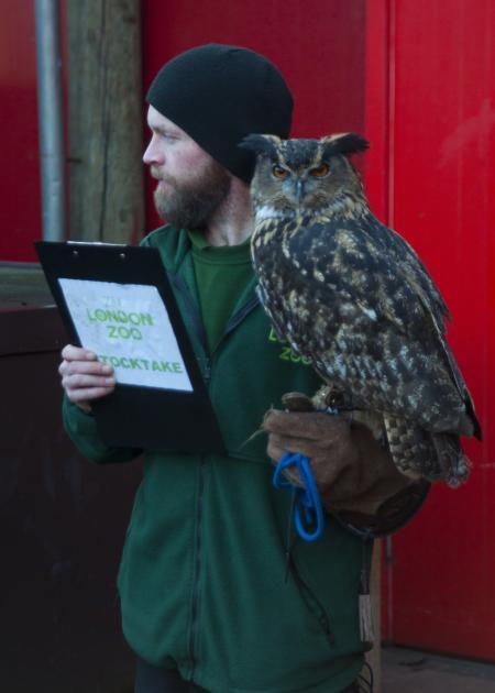 Stre-out - an eagle owl looks on, disaprovingly