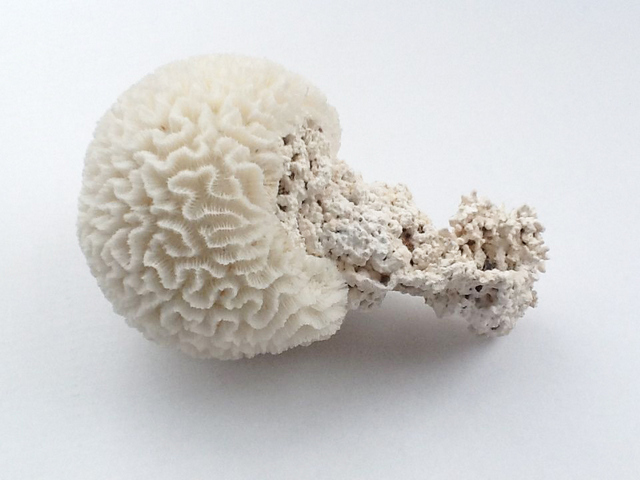 Specimen image - coral. Image courtesy Exploration Architecture.