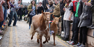 Oxford And Cambridge Goat Race 2014
