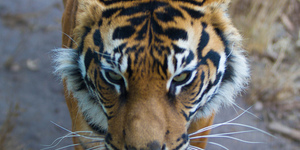 The Friday Photos: Tiger Tiger