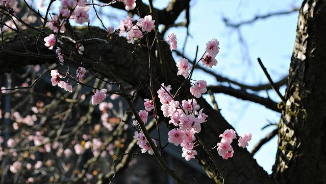 blossom_090314