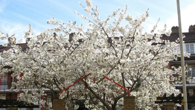 Cherry blossom