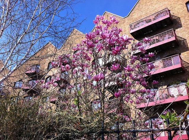 Flowers in Wapping by lananab1anca