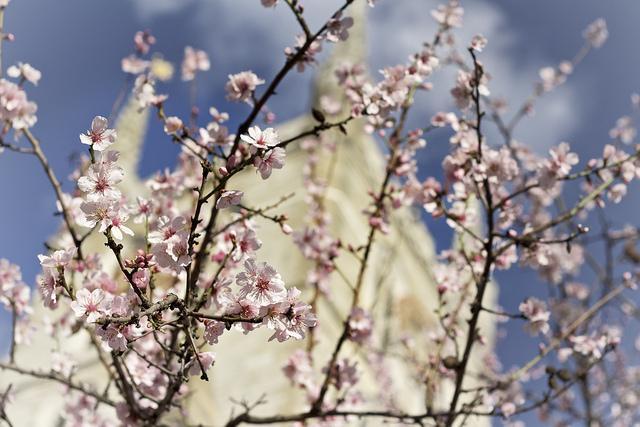 Blossom and Southwark Cathedral by Marco Beghi