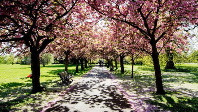 blossom_170414