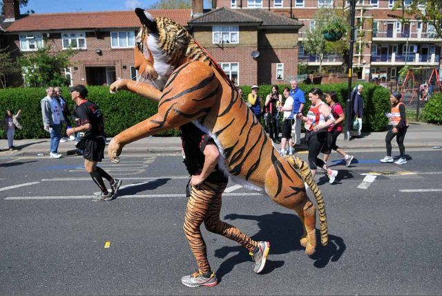 Paul Goldstein and tiger running for 'worth more alive', at Rotherhithe / by Andrew Smith