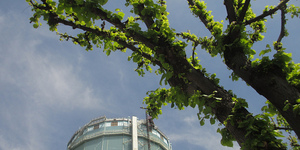 London Tree Week 2014