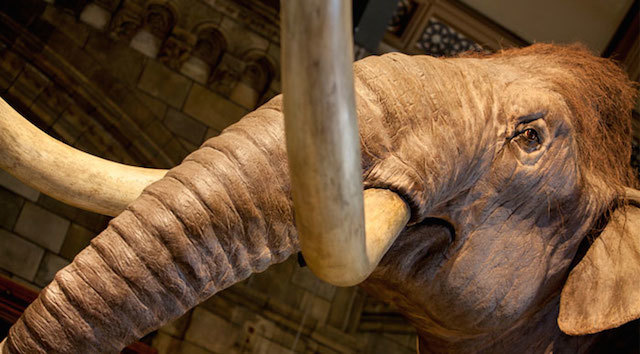 Learn about ice-age creatures at Natural History Museum's Mammoths.