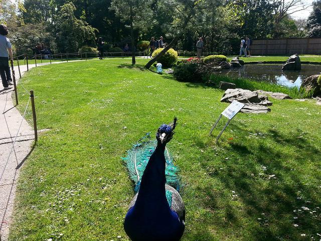 peacock_040514