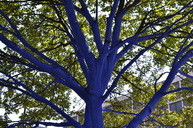 Have you ever seen the blue trees by St Paul’s? It was an art project for London, photo by psyxjaw on Flickr