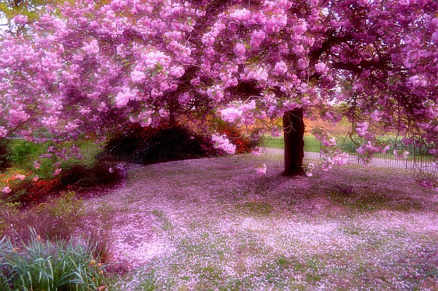 Photo by Sharppegs, featured in Sunday Seasoning #74 (April 2011).