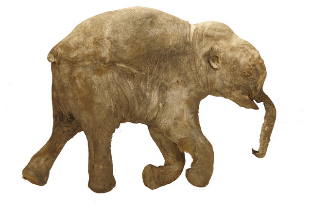 Lyuba, the world’s most complete mammoth
Mammuthus primigenius
© International Mammoth Committee/Francis Latreille
