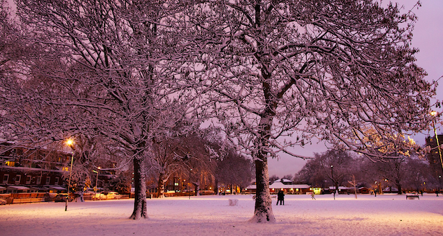 Trees covered with snow in London Fields, by Stephen Barber on Flickr