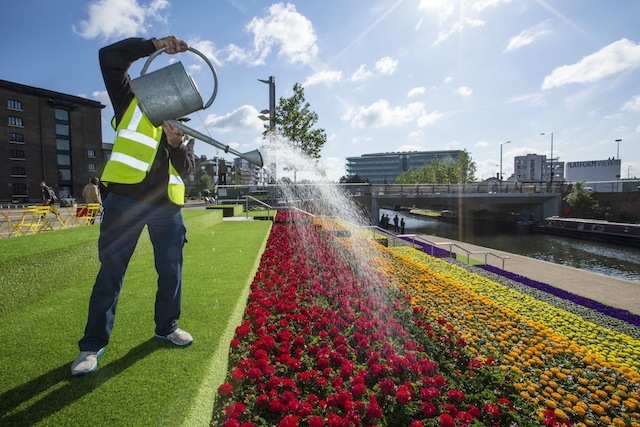 KX in Bloom - watering 35, 000 flowers on the steps between Granary Square and the Regent's Canal