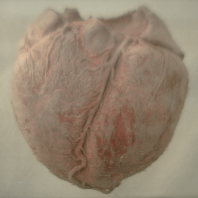 Balaenoptera bonaerensis (Antarctic Minke whale heart), Natural History Museum. Image courtesy of the artist and Kristin Hjellegjerde