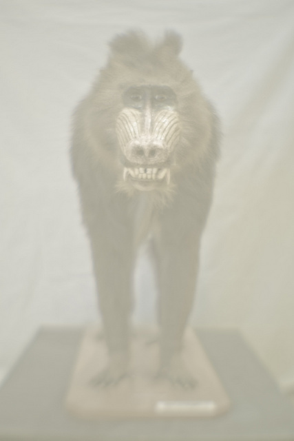 Mandrillus sphinx (Mandrill), Natural History Museum. Image courtesy of the artist and Kristin Hjellegjerde